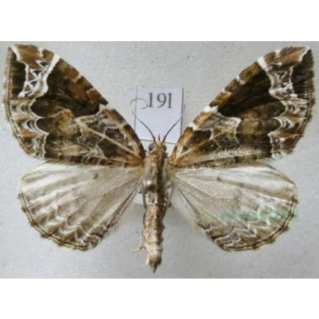 Lampropteryx suffumata (Denis & Schiffermüller, 1775) Paśnik pachniczek Czech19l